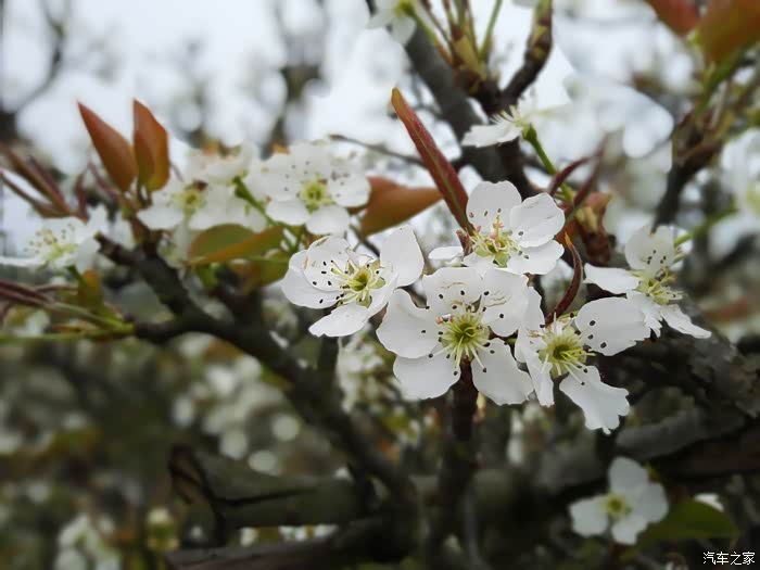 灌阳的梨花