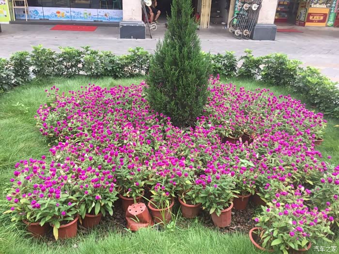 教堂广场前花艳丽