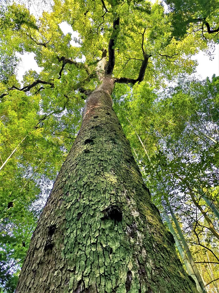 【你好2021】自驾游览杭州云栖(2)漫步洗心亭赏古树