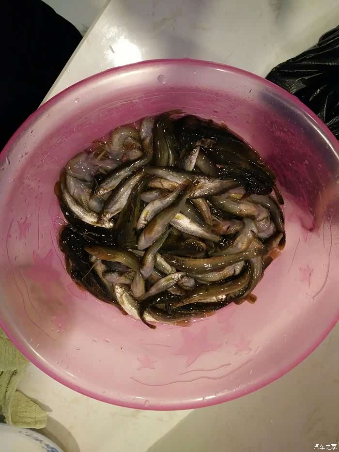 【图】长白山的河鱼蛤蟆_吉林论坛_汽车之家论坛