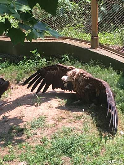 【敢發就敢送】暑假威海遊--神鵰山野生動物園(1)