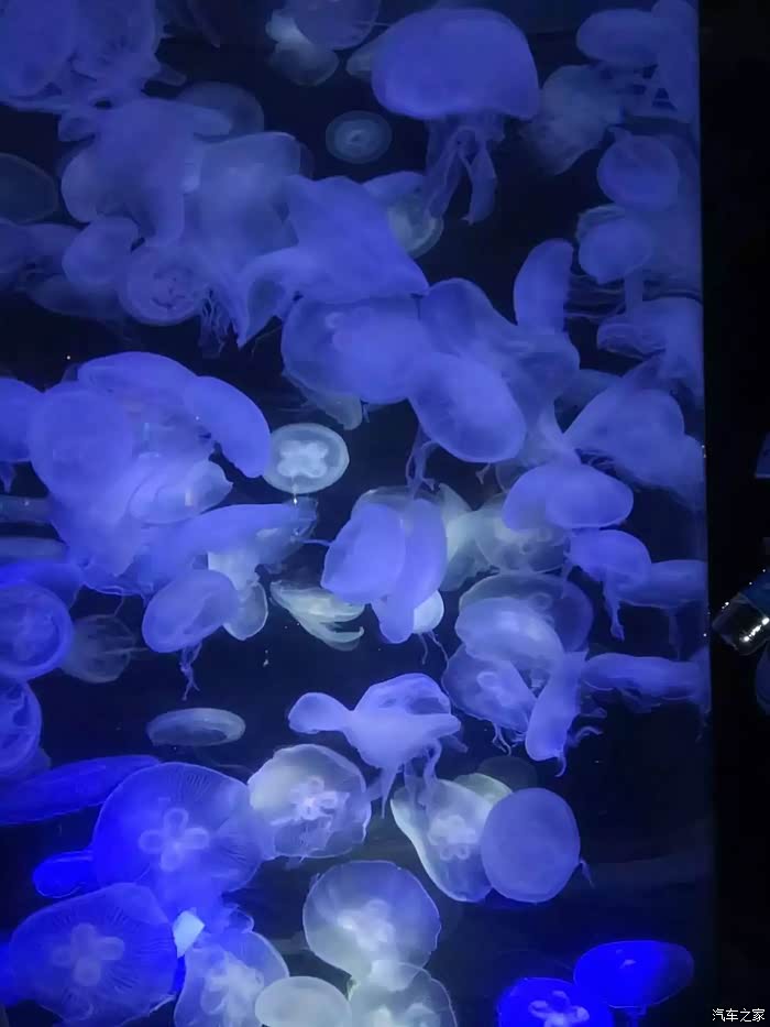 泰安到泉城海洋极地世界