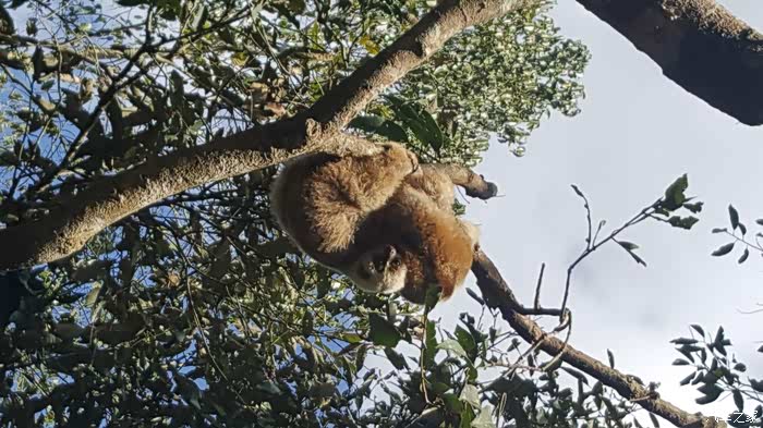 野象谷的树懒,拥抱着