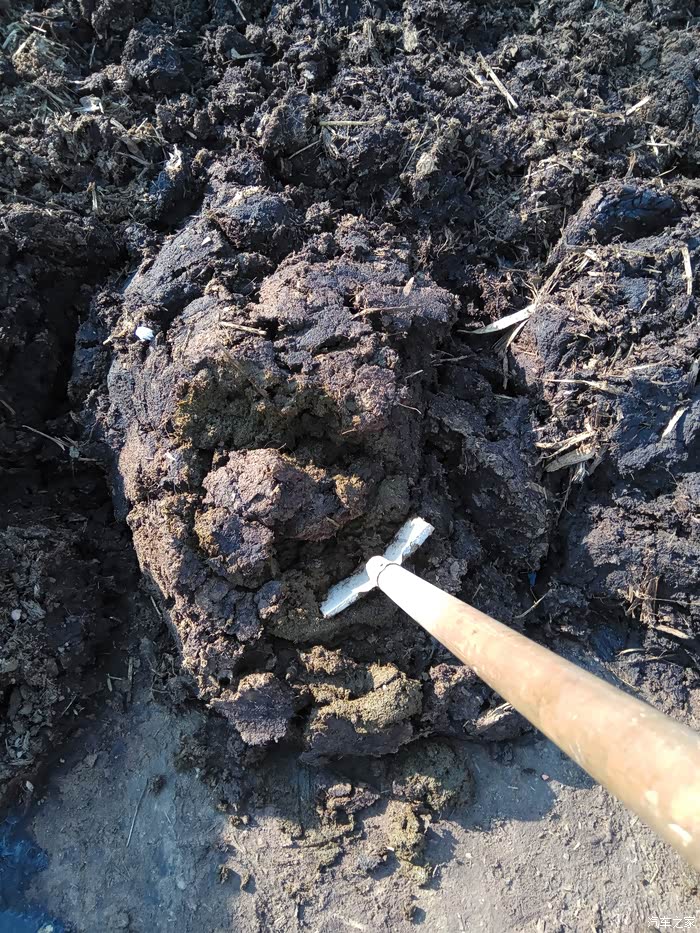 春种媳妇说一朵鲜花插在牛粪上晚上还不让上床