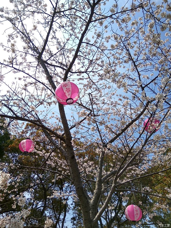 齐齐哈尔灯笼节樱花图片