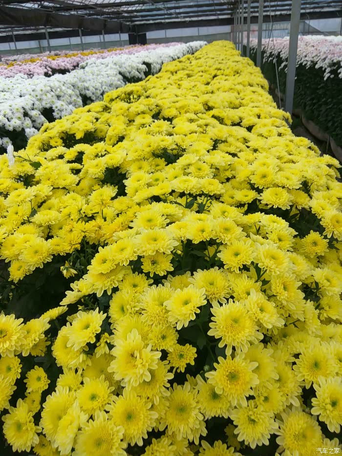 满城尽带黄金甲松江菊花展游记