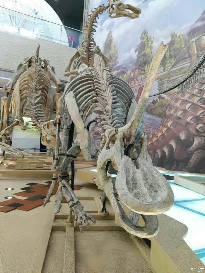 烟台蓝博越博越菠萝蜜之探龙之旅