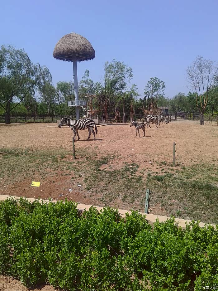 泰山祈福济南野生动物园游玩