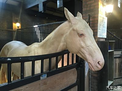 參觀新疆野馬古生態園和大巴扎