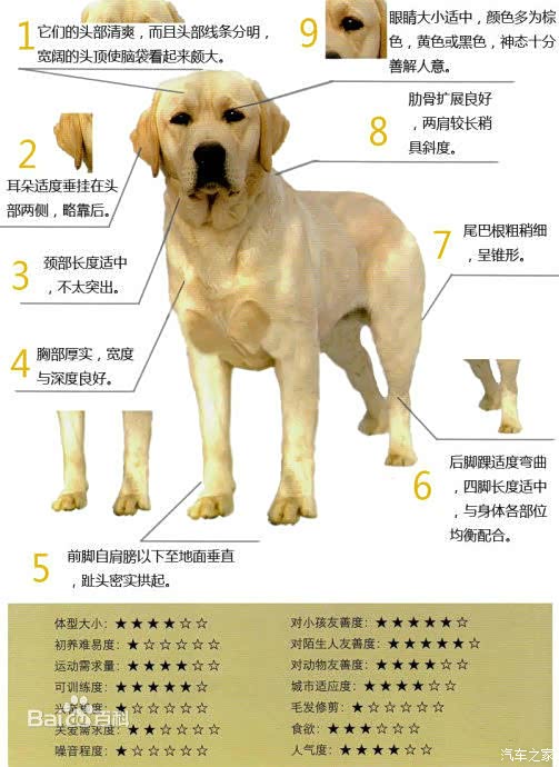 拉布拉多犬