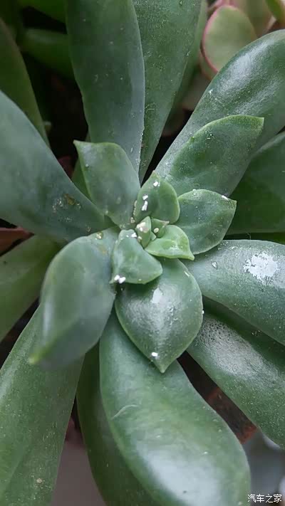 有养花养肉植的老司机吗?这是什么虫?怎么治?密集恐惧慎入