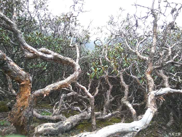 高山杜鹃树干!有点艺术