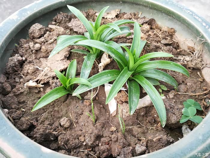 【积分大放送】野百合也有春天【2021年第1期】从播种到出蕾