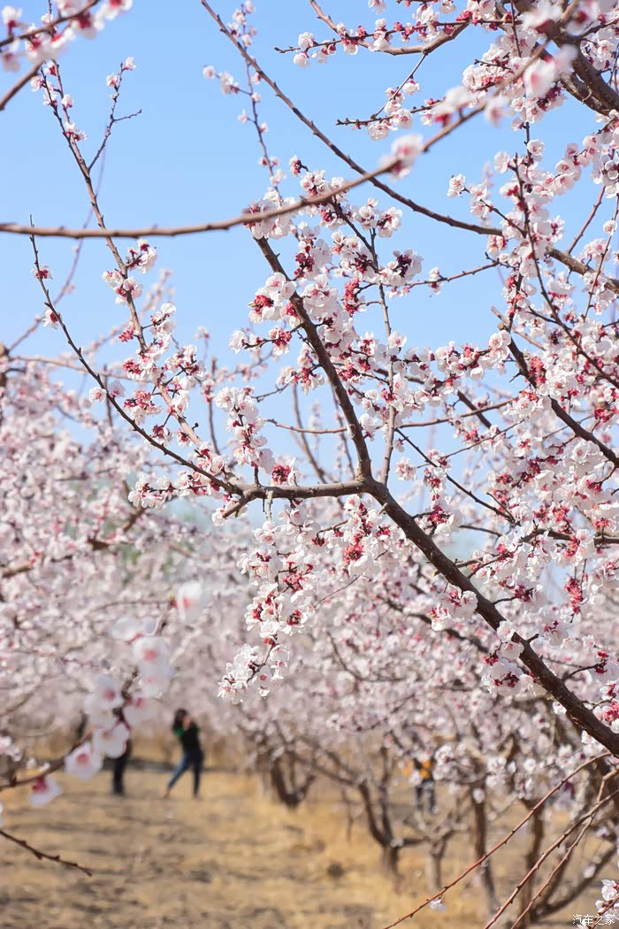 2017重游托克逊杏花节