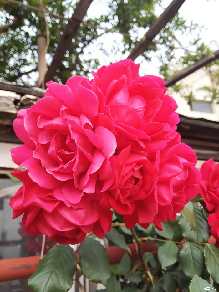 月季花开我的楼兰