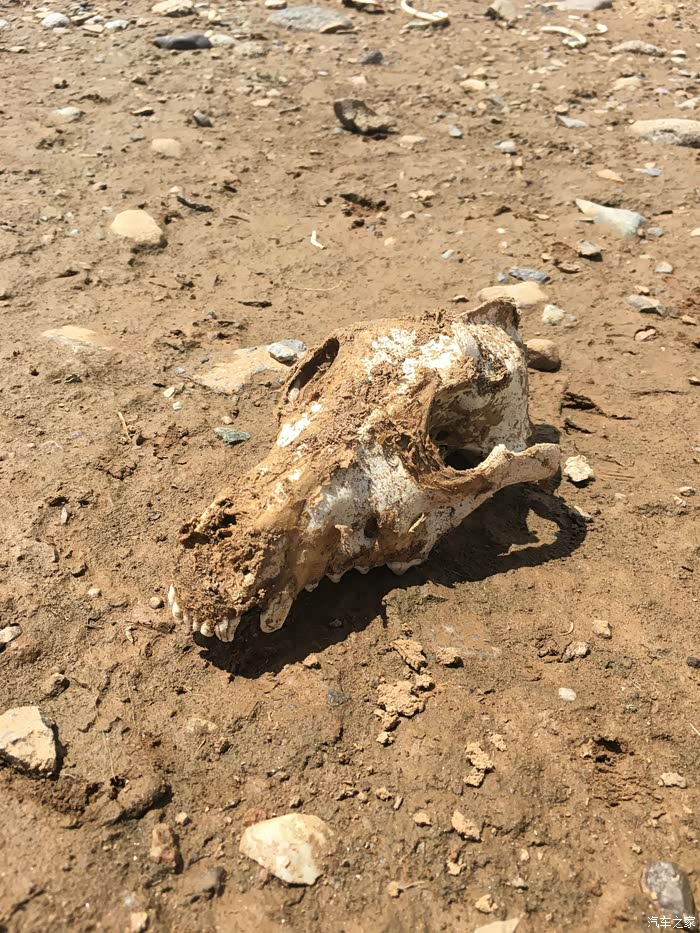 动物的遗骸