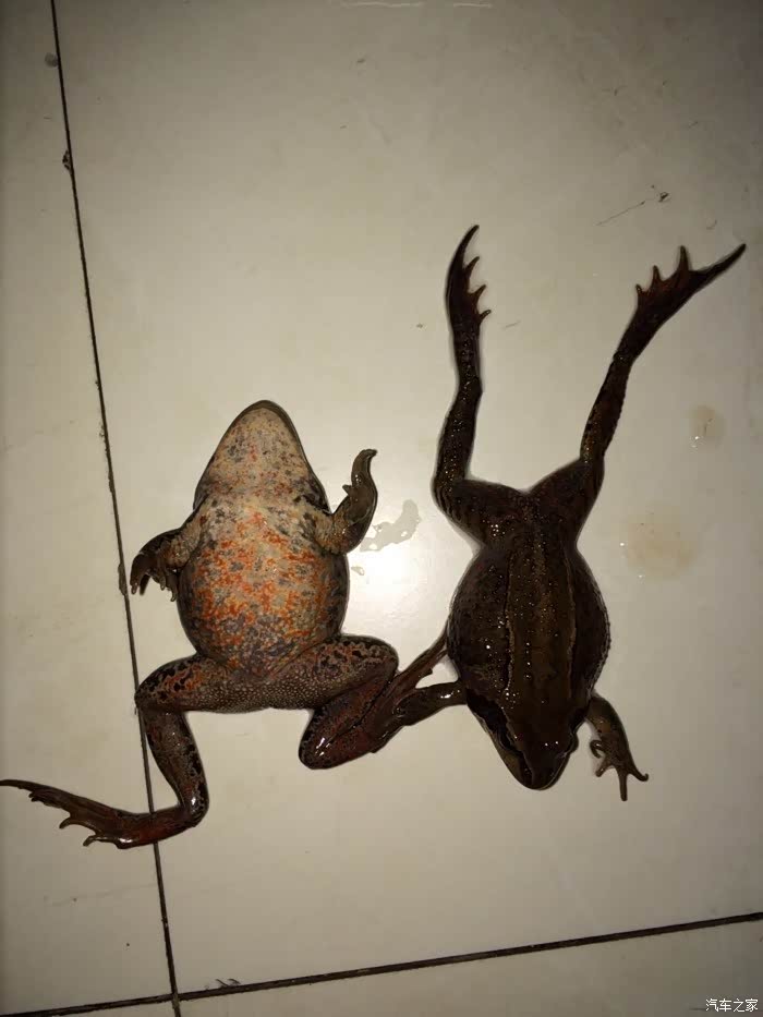 【图】这是林蛙吗?求鉴定,要是,怎么吃?_黑龙江论坛_汽车之家论坛