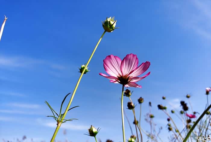 我想借一点干净的阳光让我怦然心动.