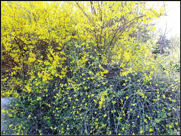 花红柳绿开往春天的小五