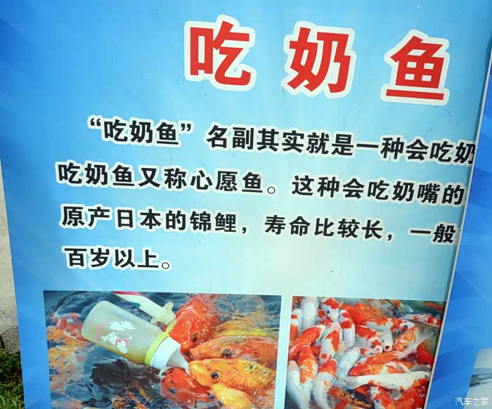 原来这还真种吃奶鱼种会吃奶原产日本锦鲤