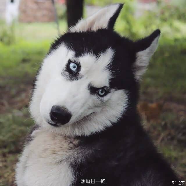 我特别喜欢二哈,没心没肺的样子,一脸另类的表情,无敌的破坏力就算了