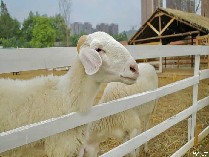武汉新地标绵羊牧场丰富我的假期