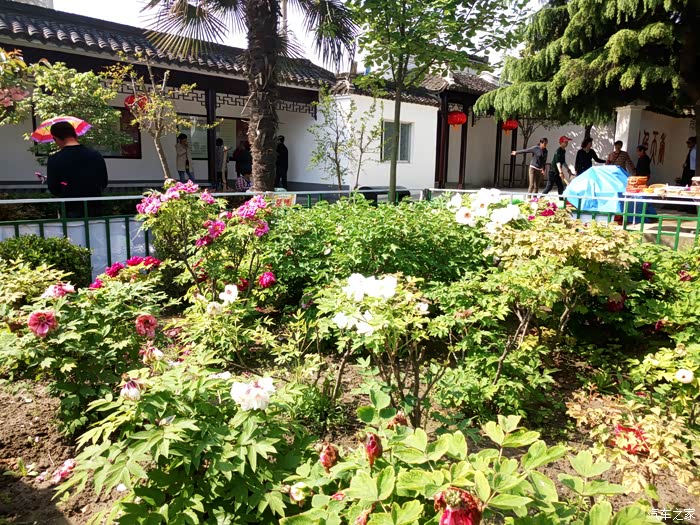 看牡丹何必东奔西走盐城便仓枯枝牡丹园游记