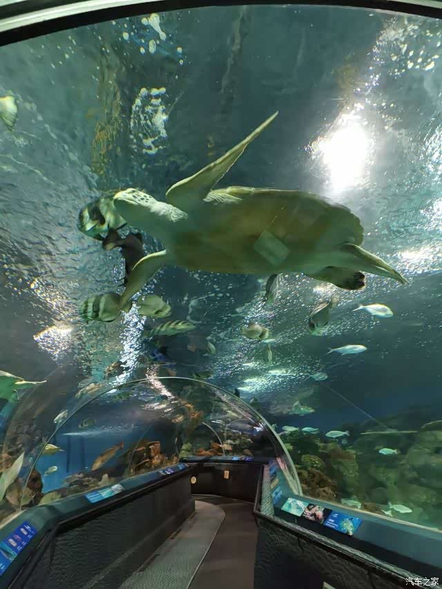 再游上海海洋水族馆