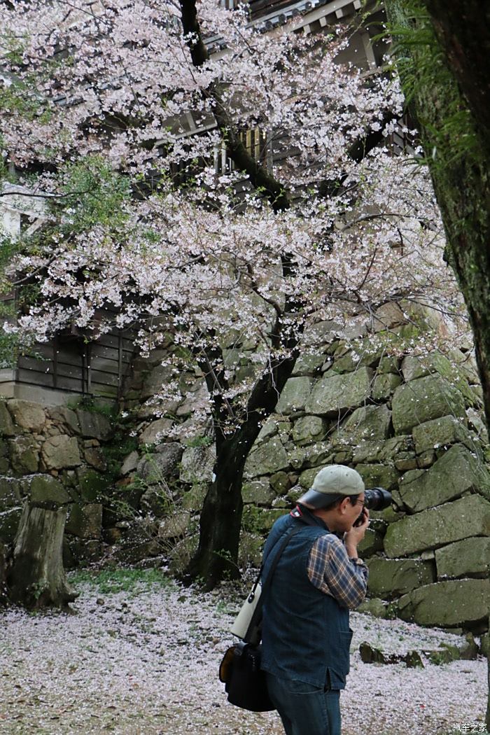 日本樱花广岛恋人图片