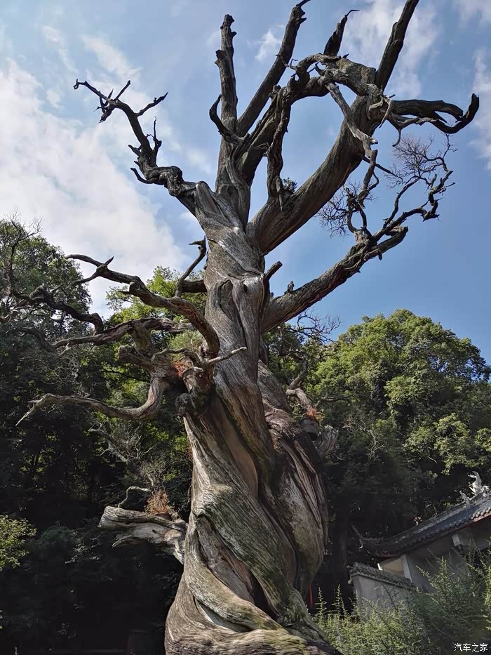 邛海泸山风景区光福寺里古树,枯了多时