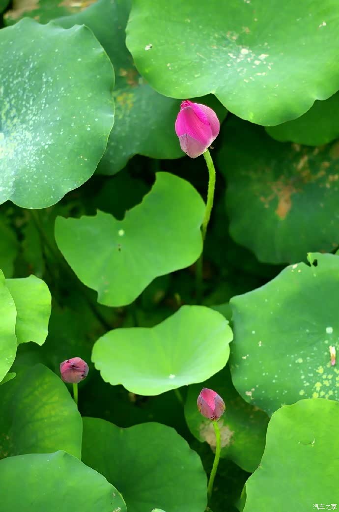 荷叶塘塘来赏莲 6儿的小清新之旅