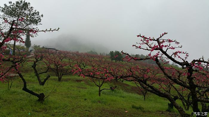 雨中赏桃花,广东河源连平县上坪镇小水村满山鹰嘴桃花盛开正旺