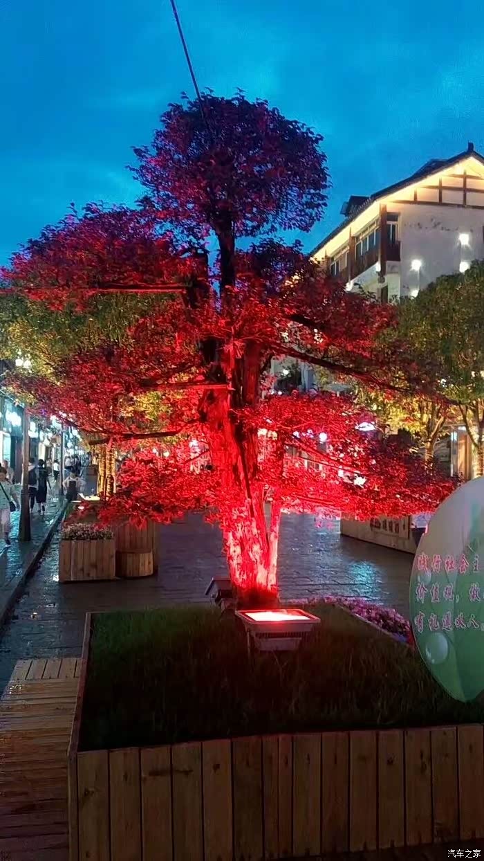 遵义步行街夜景所拍植物,红花?继木造型