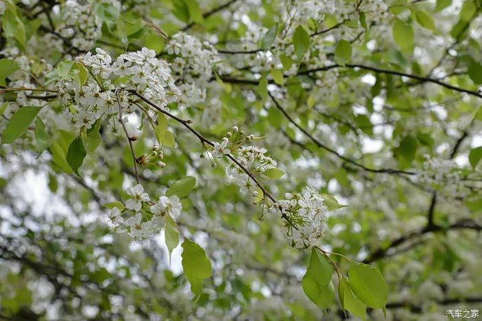 红叶白花闹新春