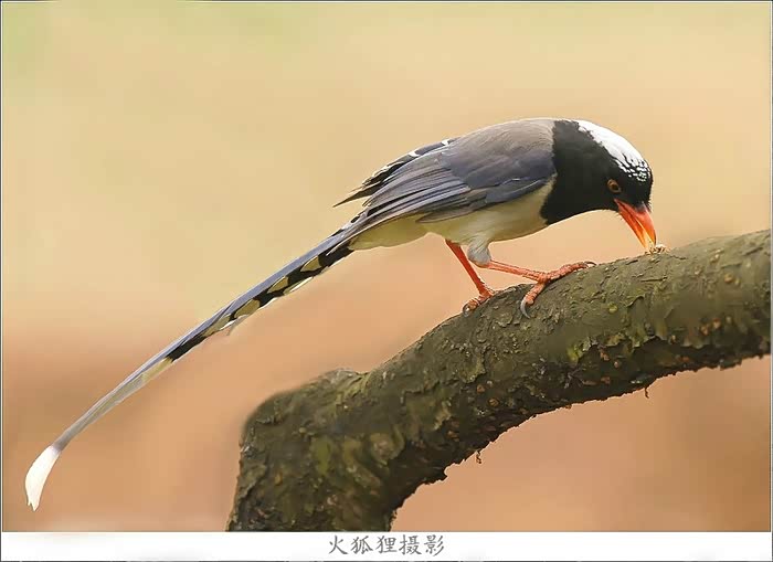 刚百度了下 是这鸟 长尾山鸦