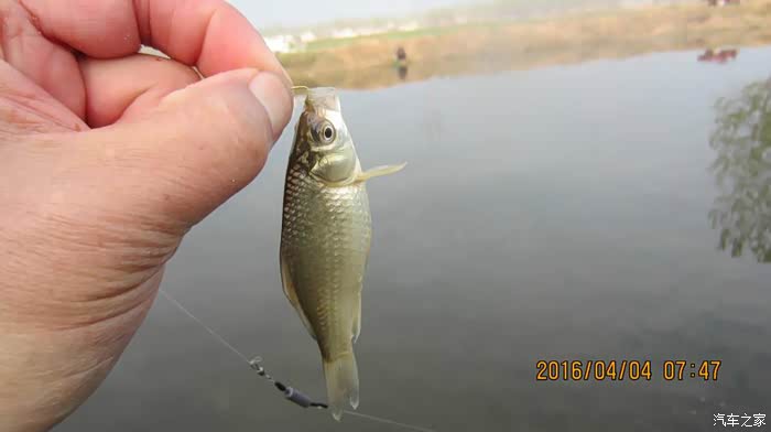 清明再试爆香鲫