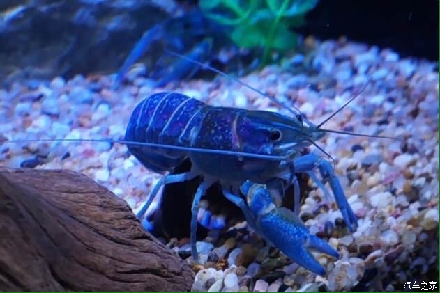 活动报道周末上海海洋水族馆游玩