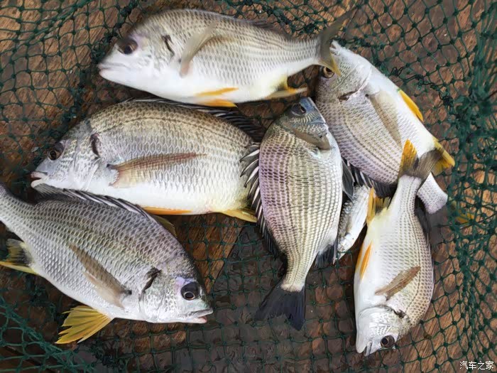 18:09:26 发表在 5楼    小的那个我们这边叫海浮也叫海鲫鱼学名应该