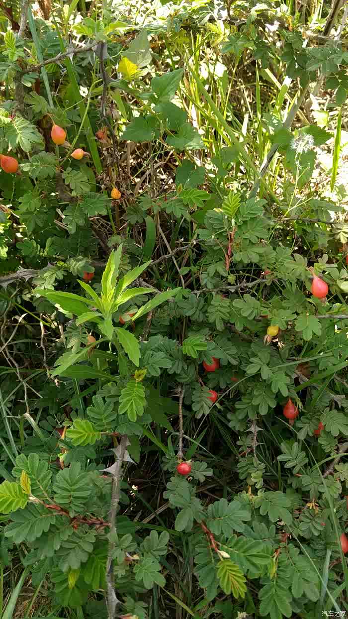 寻找童年乐趣带大逸动去越野