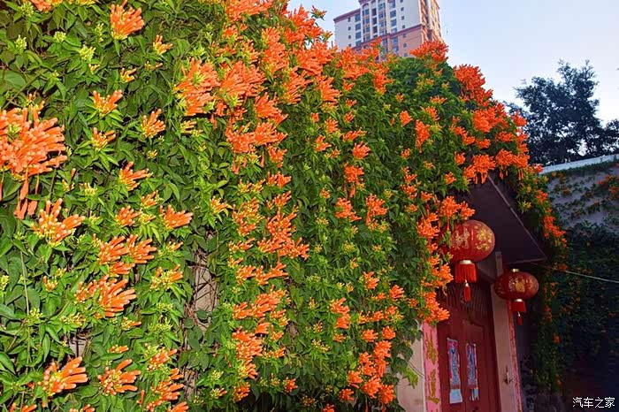 一串串鲜艳的炮仗花攀沿在树干花架上给你喜庆的氛围