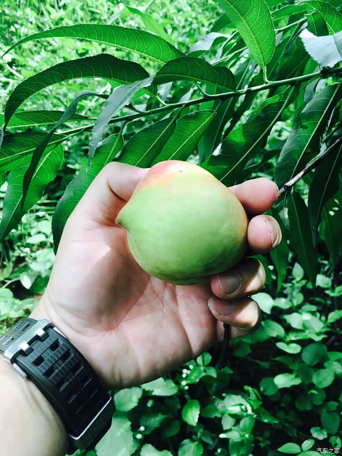 789一起走粤沃窝首次携s90翁源摘鹰嘴桃自驾游