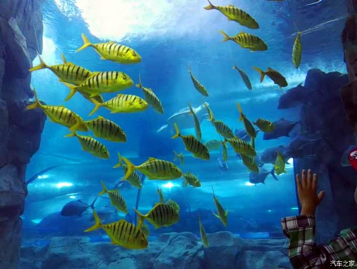 吉林市cs75车友会010开75逛长春中泰海洋世界