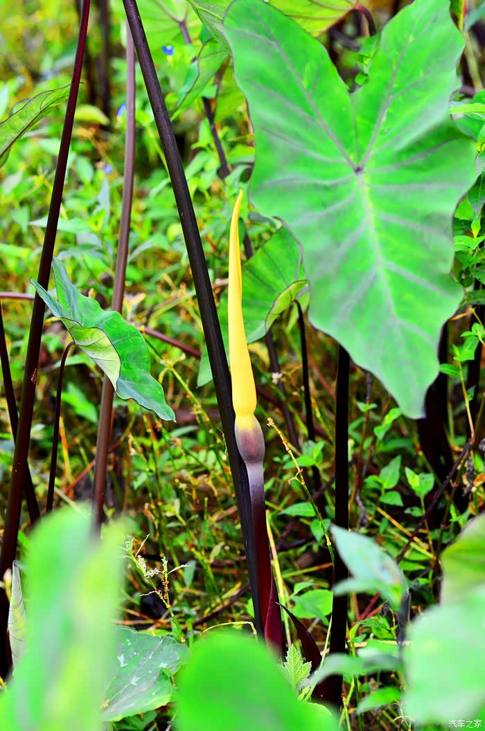 芋荷,做泡菜下稀饭好吃