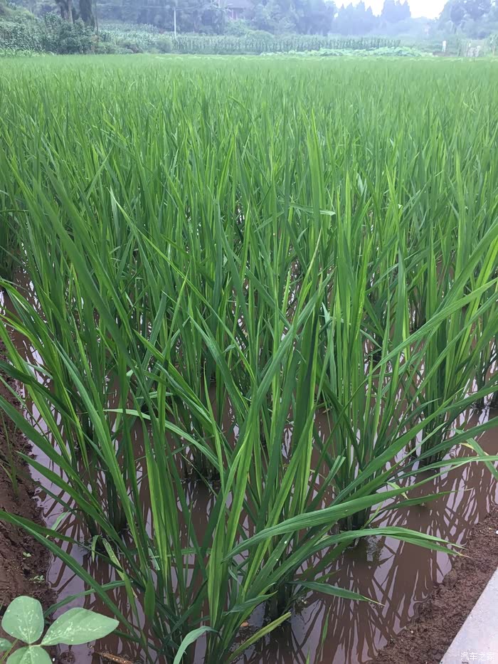 今年秧苗势喜人,又一个丰收年