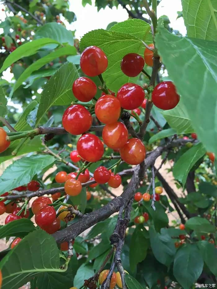 紫溪山有了樱桃显得更美了