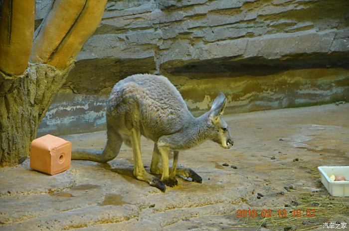 齊齊哈爾龍沙動植物園不一樣的冰景