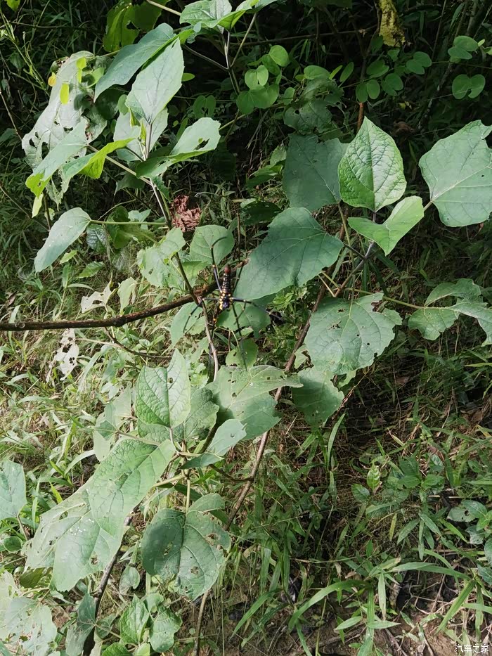 【图】下坡时停住起步,车耸动,是啥原因