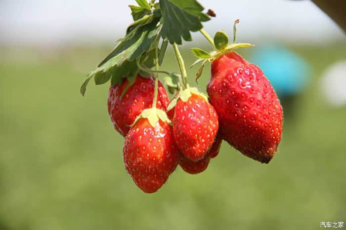 新疆雷诺科雷嘉车友自驾游----草莓篇