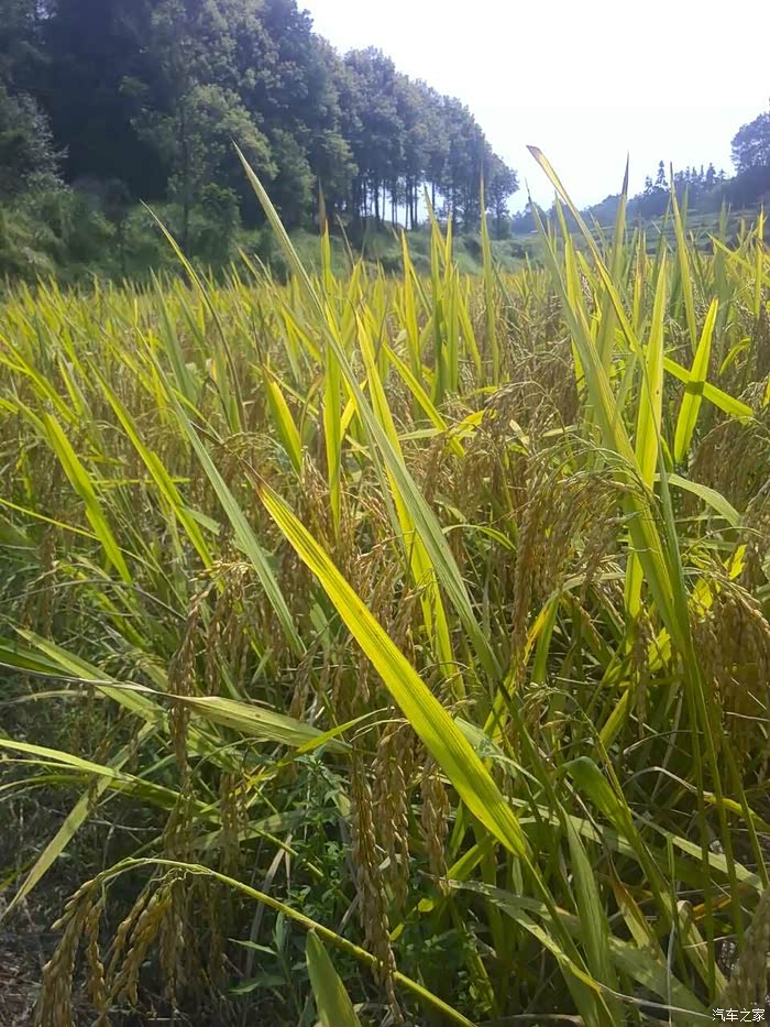 【四川长安】回宜宾农村打谷子,痛并快乐着!