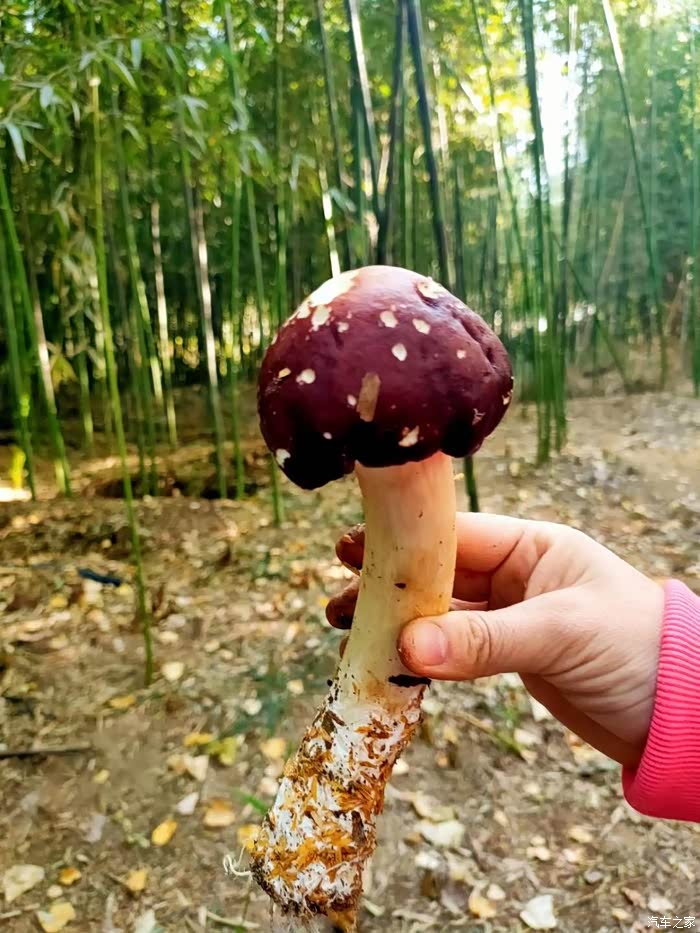 懂你的好搭档#焦作山药蘑菇采摘